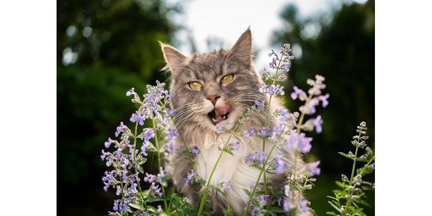 Tichý zabiják koček: Nedostatek vody škodí zdraví vaší kočky!